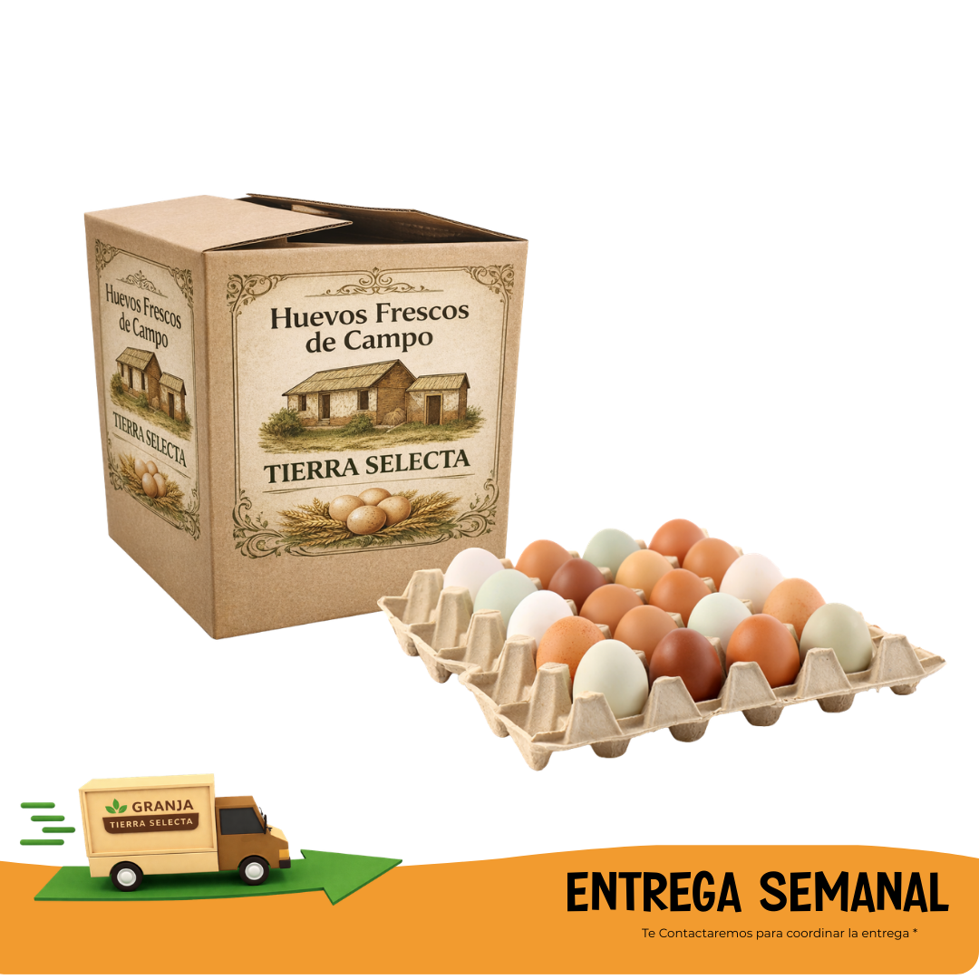 Huevos de Campo 20 UNIDADES- SUSCRIPCION SEMANAL HUEVOS MIX COLOR